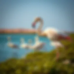 Flamingos at Ras Al Khor Sanctuary