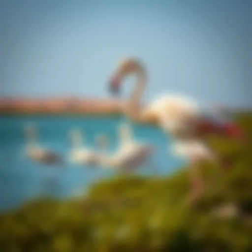Flamingos at Ras Al Khor Sanctuary