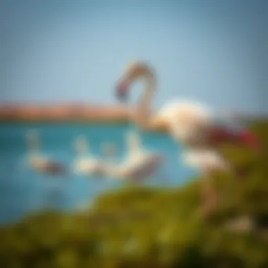 Graceful Flamingos in Their Natural Habitat Flamingos at Ras Al Khor Sanctuary