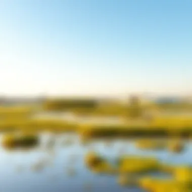 Serene Wetlands Reflecting the Beauty of Nature Wetlands of Ras Al Khor